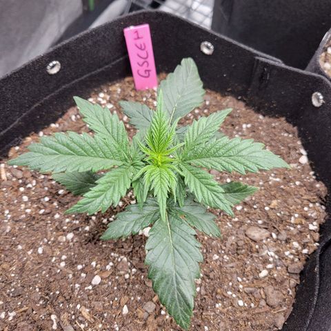 Girl Scout Cookies Extreme auto #1 (ILGM) growlog timeline photo