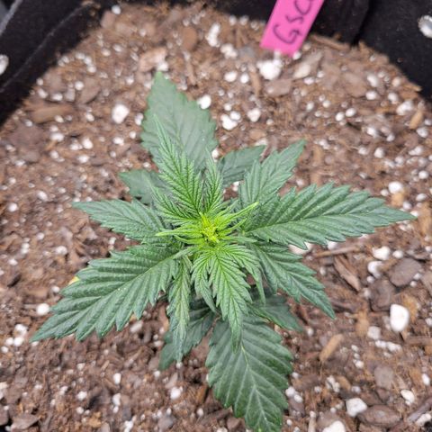 Girl Scout Cookies Extreme auto #2 (ILGM) growlog timeline photo