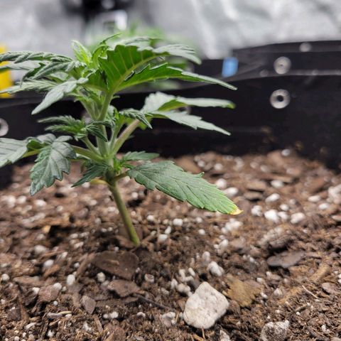 Girl Scout Cookies Extreme auto #2 (ILGM) growlog timeline photo