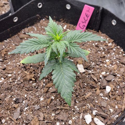 Girl Scout Cookies Extreme auto #2 (ILGM) growlog timeline photo