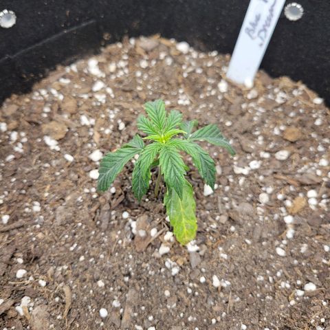 Blue Dream auto #2 (ILGM) growlog photo: Showing signs or recovery.