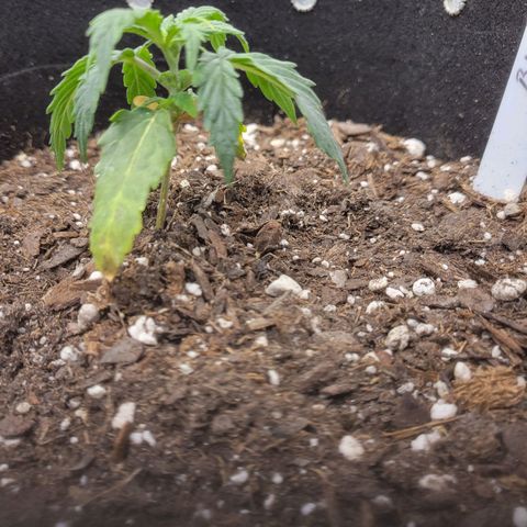 Blue Dream auto #2 (ILGM) growlog photo: Showing signs or recovery.
