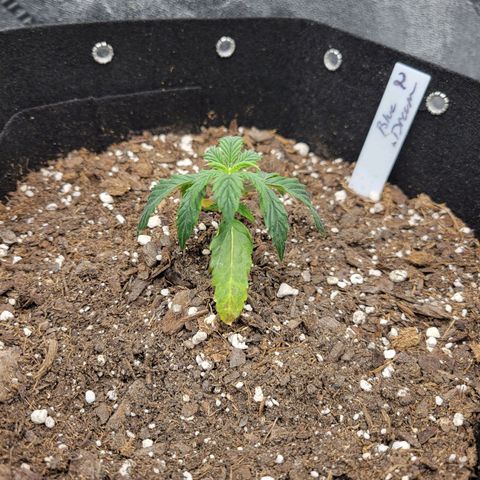 Blue Dream auto #2 (ILGM) growlog photo: Showing signs or recovery.