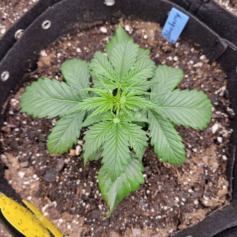 Blueberry Auto (ILGM) growlog timeline photo