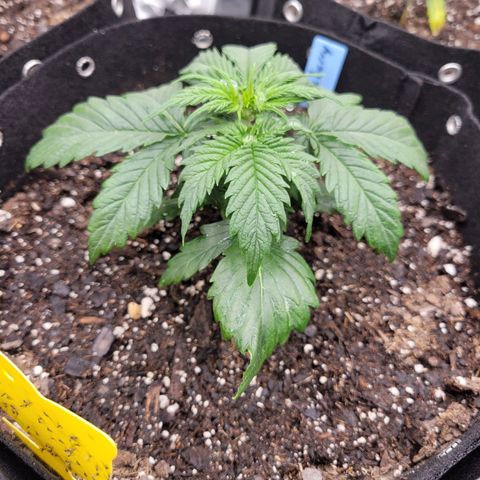 Blueberry Auto (ILGM) growlog timeline photo