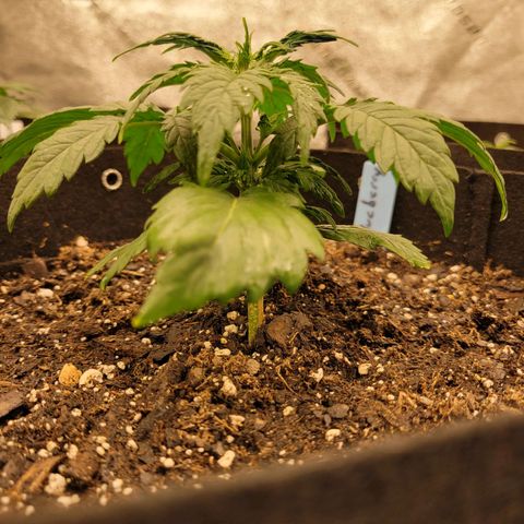 Blueberry Auto (ILGM) growlog timeline photo