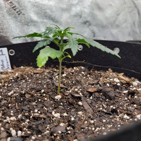 Blue Dream Auto #1 (ILGM) growlog timeline photo