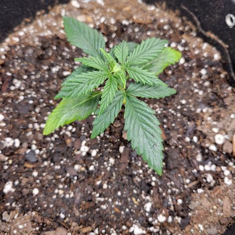 Blue Dream Auto #1 (ILGM) growlog timeline photo