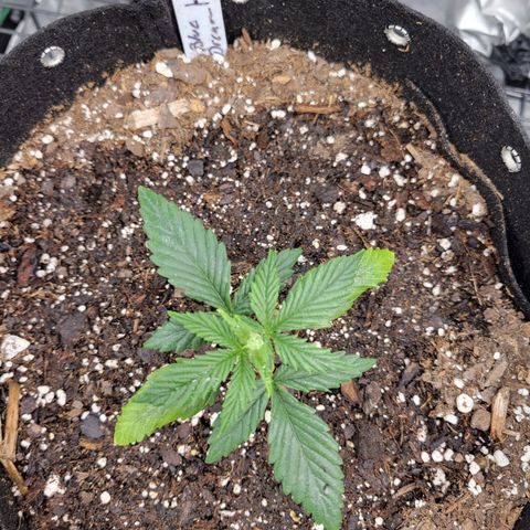 Blue Dream Auto #1 (ILGM) growlog timeline photo