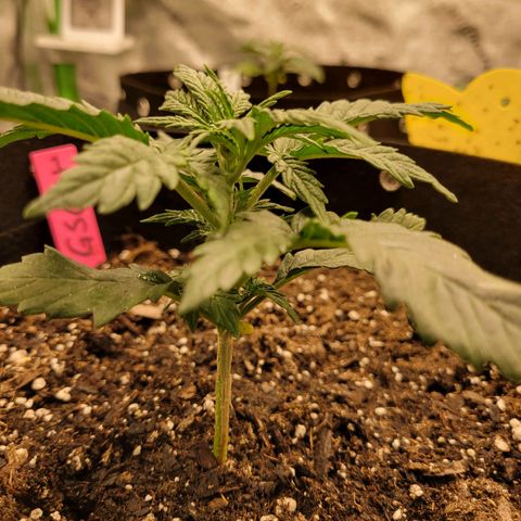 Girl Scout Cookies Extreme auto #1 (ILGM) growlog timeline photo