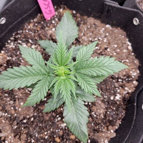 Girl Scout Cookies Extreme auto #1 (ILGM) growlog timeline photo