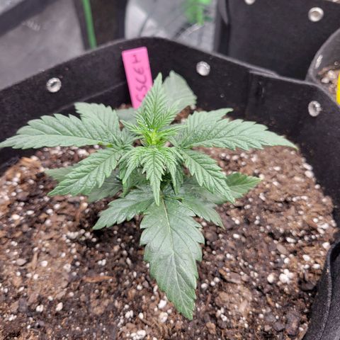 Girl Scout Cookies Extreme auto #1 (ILGM) growlog timeline photo