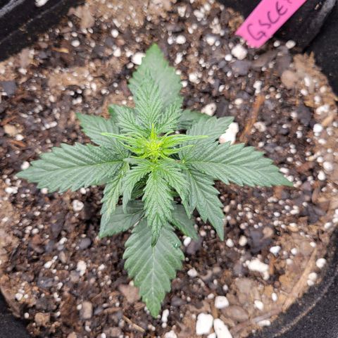 Girl Scout Cookies Extreme auto #2 (ILGM) growlog timeline photo