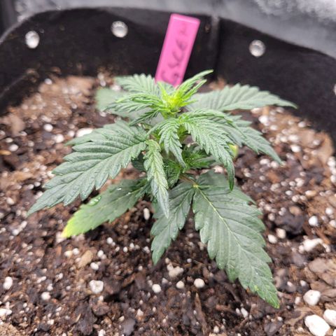 Girl Scout Cookies Extreme auto #2 (ILGM) growlog timeline photo