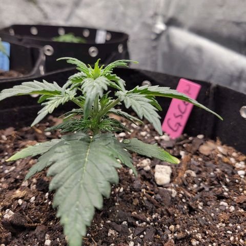 Girl Scout Cookies Extreme auto #2 (ILGM) growlog timeline photo