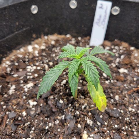 Blue Dream auto #2 (ILGM) growlog timeline photo