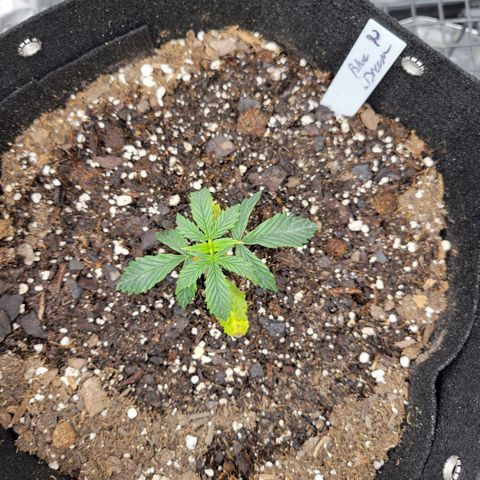 Blue Dream auto #2 (ILGM) growlog timeline photo