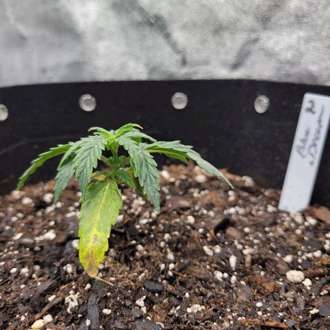 Blue Dream auto #2 (ILGM) growlog timeline photo
