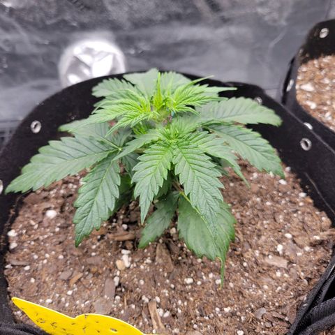 Blueberry Auto (ILGM) growlog timeline photo