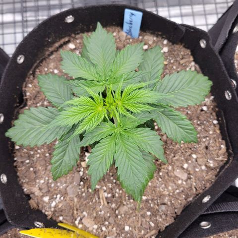 Blueberry Auto (ILGM) growlog timeline photo