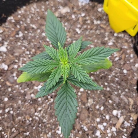 Blue Dream Auto #1 (ILGM) growlog timeline photo