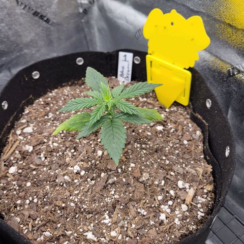 Blue Dream Auto #1 (ILGM) growlog timeline photo