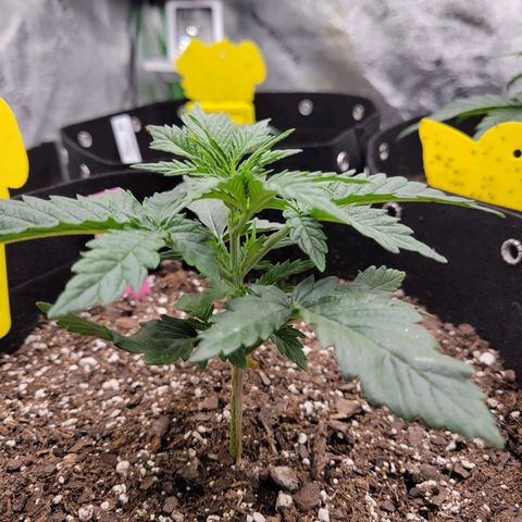 Girl Scout Cookies Extreme auto #1 (ILGM) growlog timeline photo