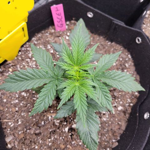 Girl Scout Cookies Extreme auto #1 (ILGM) growlog timeline photo