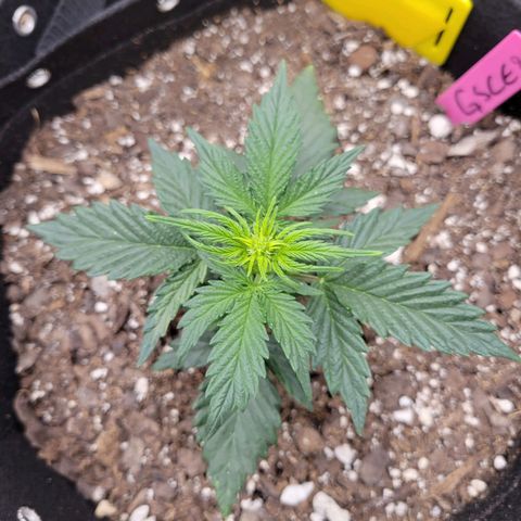 Girl Scout Cookies Extreme auto #2 (ILGM) growlog timeline photo