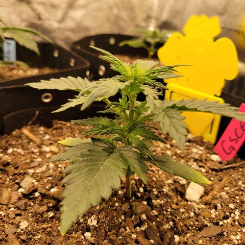 Girl Scout Cookies Extreme auto #2 (ILGM) growlog timeline photo