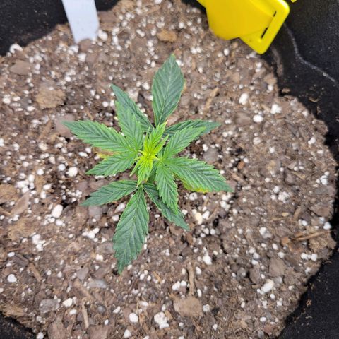 Blue Dream auto #2 (ILGM) growlog photo: Recovering. 