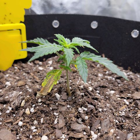 Blue Dream auto #2 (ILGM) growlog photo: Recovering. 