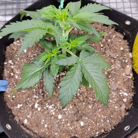 Blueberry Auto (ILGM) growlog timeline photo