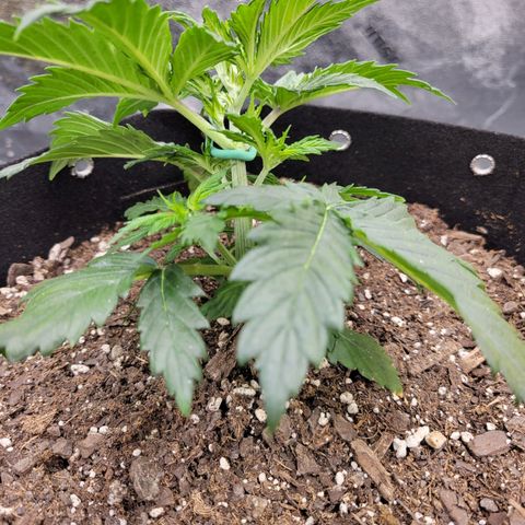 Blueberry Auto (ILGM) growlog timeline photo