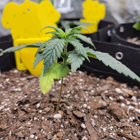 Blue Dream Auto #1 (ILGM) growlog timeline photo