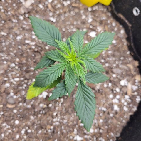 Blue Dream Auto #1 (ILGM) growlog timeline photo