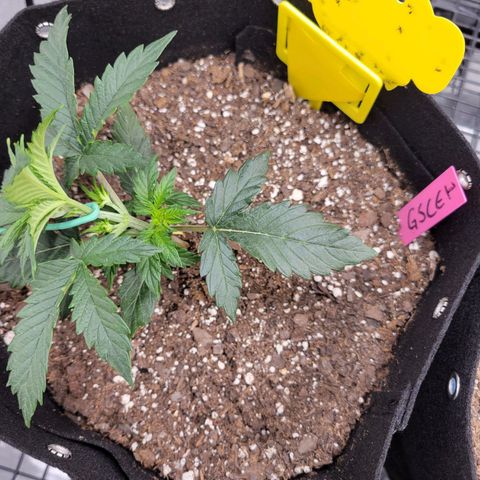 Girl Scout Cookies Extreme auto #1 (ILGM) growlog timeline photo