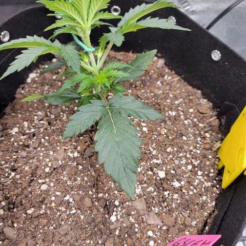 Girl Scout Cookies Extreme auto #1 (ILGM) growlog timeline photo