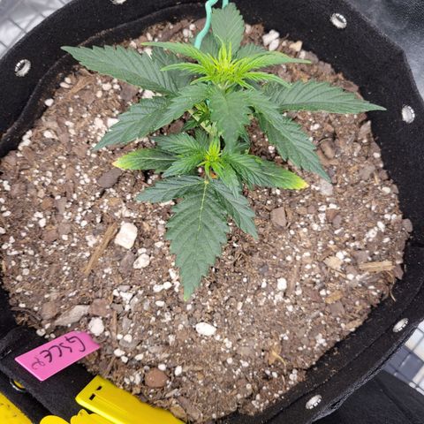 Girl Scout Cookies Extreme auto #2 (ILGM) growlog timeline photo