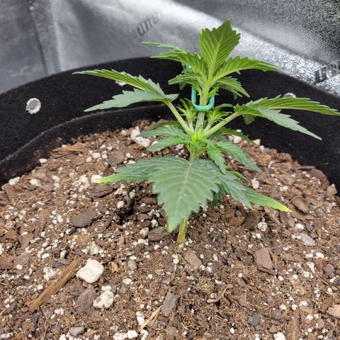 Girl Scout Cookies Extreme auto #2 (ILGM) growlog timeline photo