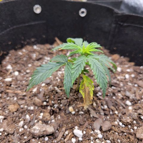 Blue Dream auto #2 (ILGM) growlog timeline photo