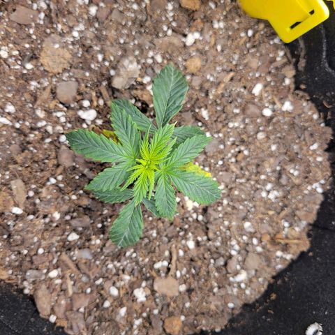 Blue Dream auto #2 (ILGM) growlog timeline photo