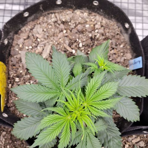 Blueberry Auto (ILGM) growlog timeline photo