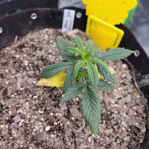Blue Dream Auto #1 (ILGM) growlog timeline photo