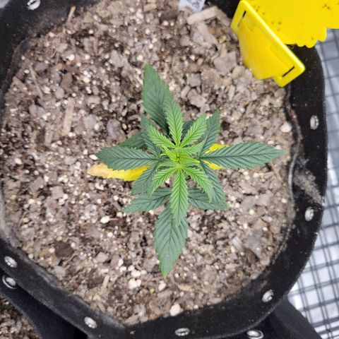 Blue Dream Auto #1 (ILGM) growlog timeline photo