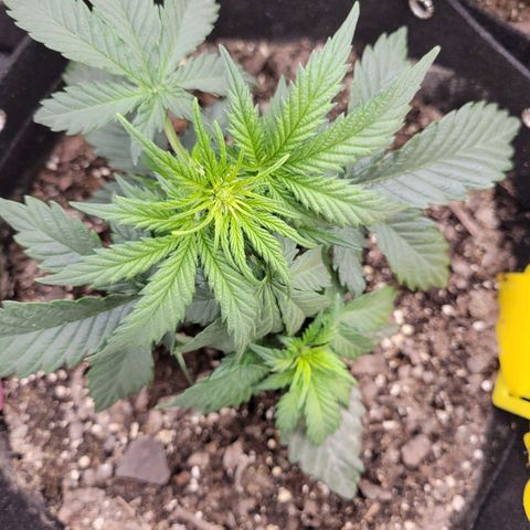 Girl Scout Cookies Extreme auto #1 (ILGM) growlog timeline photo