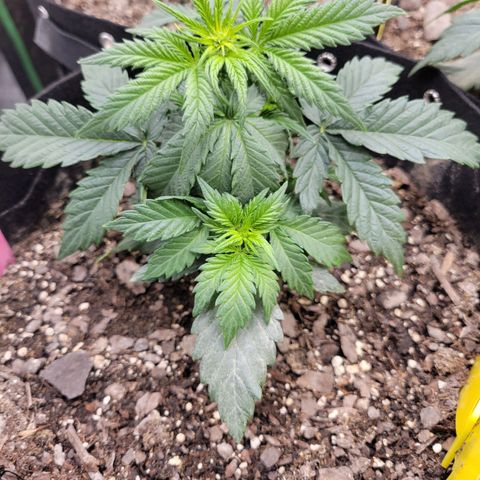 Girl Scout Cookies Extreme auto #1 (ILGM) growlog timeline photo