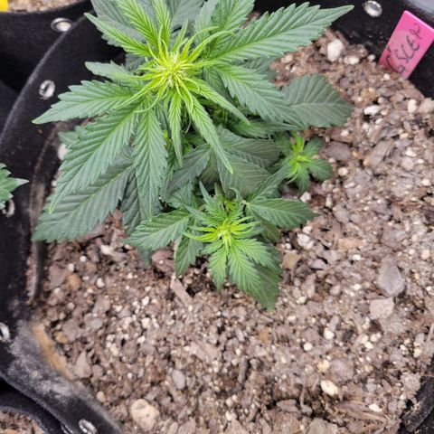 Girl Scout Cookies Extreme auto #2 (ILGM) growlog timeline photo