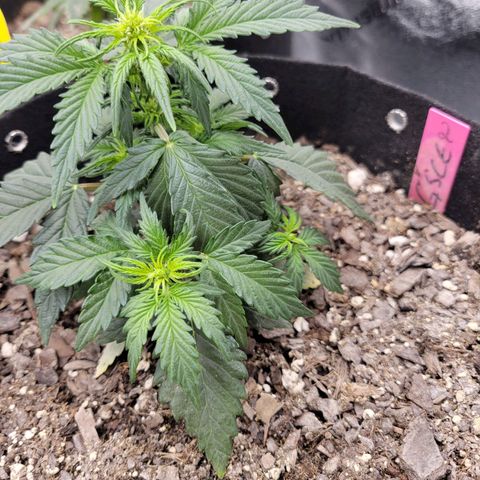 Girl Scout Cookies Extreme auto #2 (ILGM) growlog timeline photo