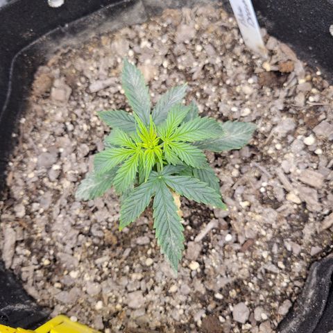 Blue Dream auto #2 (ILGM) growlog timeline photo